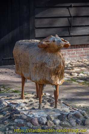 Echten - Schaap