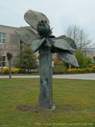 Meppel -  Bloem
