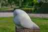 Vogel