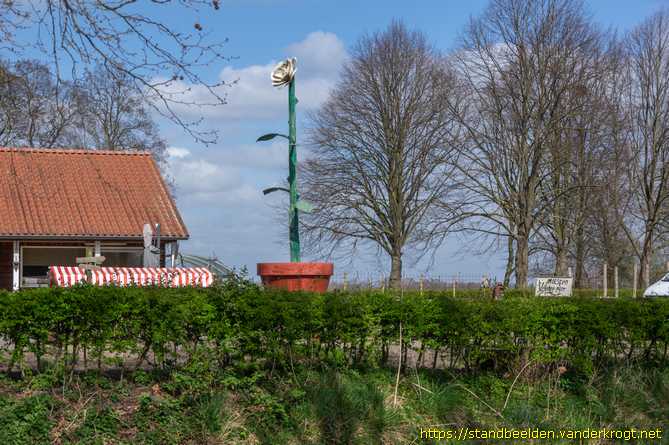 Breda -  La Rose di Rosa