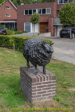 Berkel-Enschot -  Sheep - Wolschaap