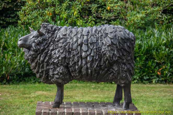 Berkel-Enschot -  Sheep - Wolschaap