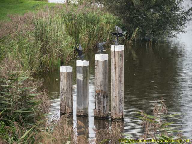 Blankenham -  Kokmeeuwen