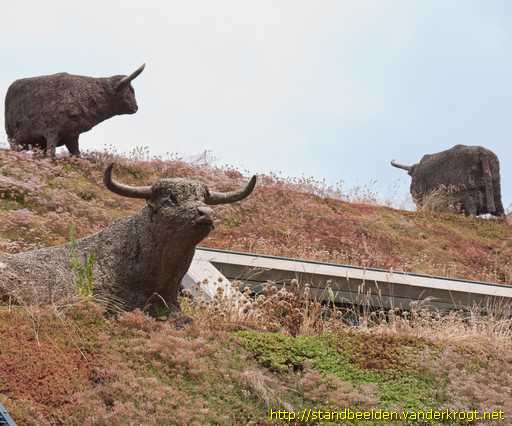 Rijswijk -  Schotse Hooglanders