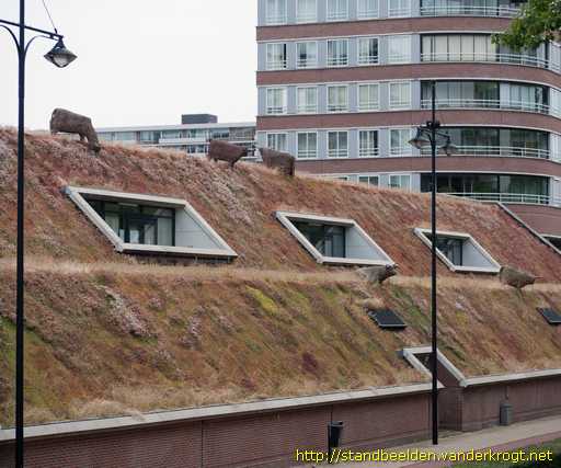 Rijswijk -  Schotse Hooglanders