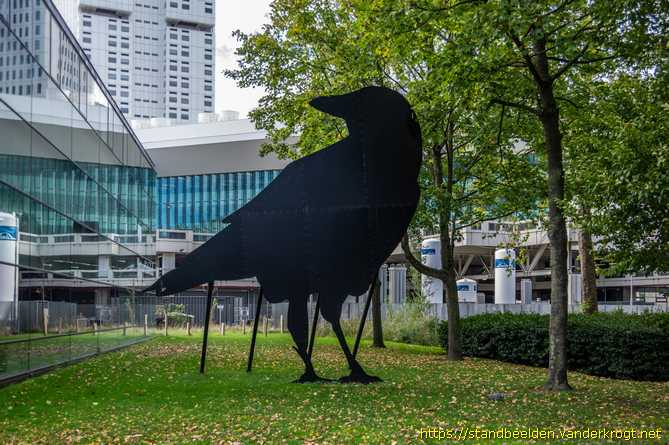 Rotterdam -  Zwarte Kraai
