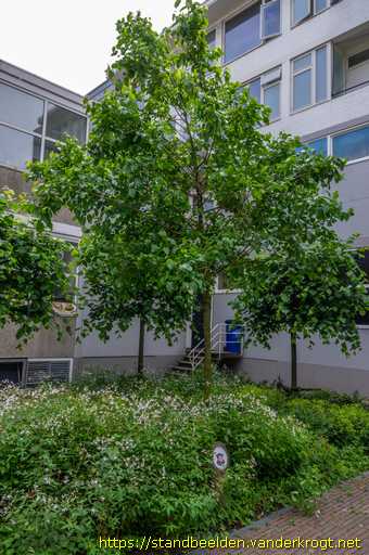 Rotterdam -  Lutherboom