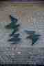 Drie vogels