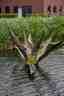 Waterplant