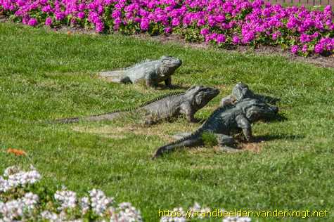 Amsterdam - Blauw Jan