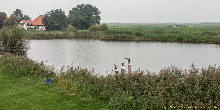 Blankenham - Kokmeeuwen