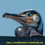 Den Haag - Kunst aan Huis in Ypenburg: Vogelkoppen