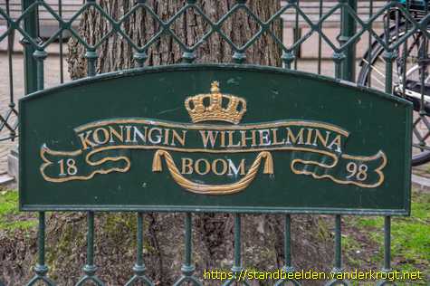 Hillegom - Wilhelminaboom