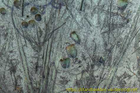 Honselersdijk - Nieuw Gantel