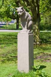 Kat, Den Haag