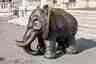 Elefant