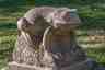 Der Frosch