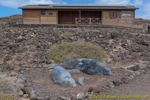 Isla de Lobos /  Focas monje (lobos marinos)
