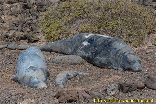 Isla de Lobos /  Focas monje (lobos marinos)