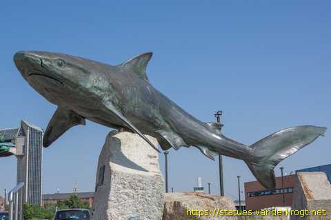 Hull /  The Grey Reef Shark