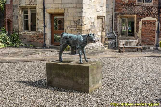 York /  Friesian Calf