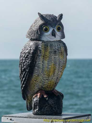 Saint Helier / Owl