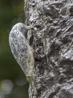 Brilon - Geschichtsbrunnen